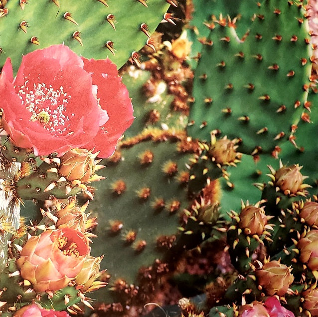 McRice LLC- single sided paper 12 x 12 - cactus flower