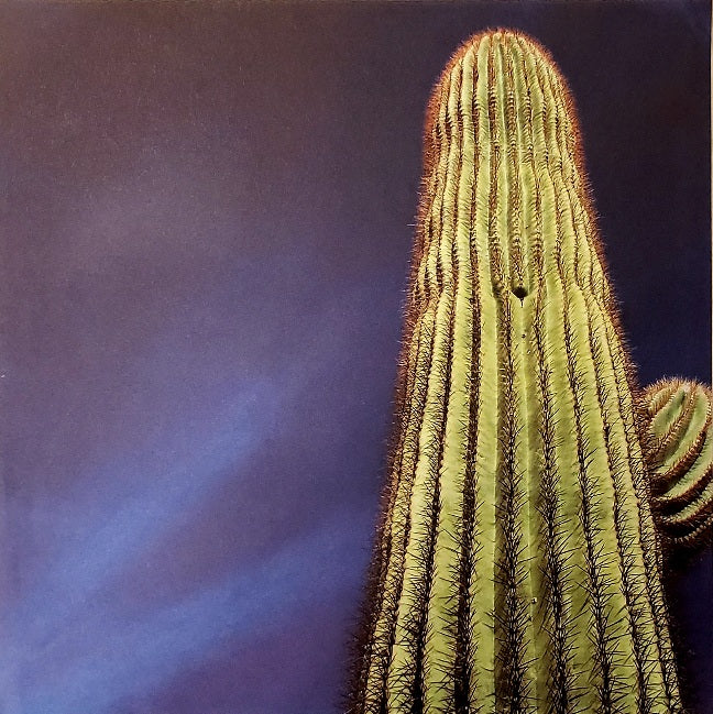 McRice LLC- single sided paper 12 x 12 - cactus