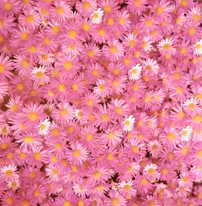 Karen Foster - single sided paper 12 x 12 - pink flower field
