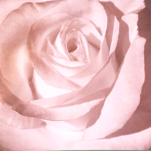 Karen Foster -  single Sided paper 12 x 12 -  white rose