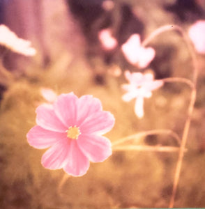 Karen Foster -  single Sided paper 12 x 12 -  pink flower