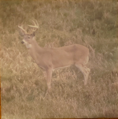 Eezcutz  12 x 12 single sided patterned paper - whitetail