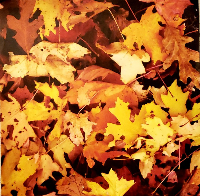Fall leaves - single sided paper 12 x 12