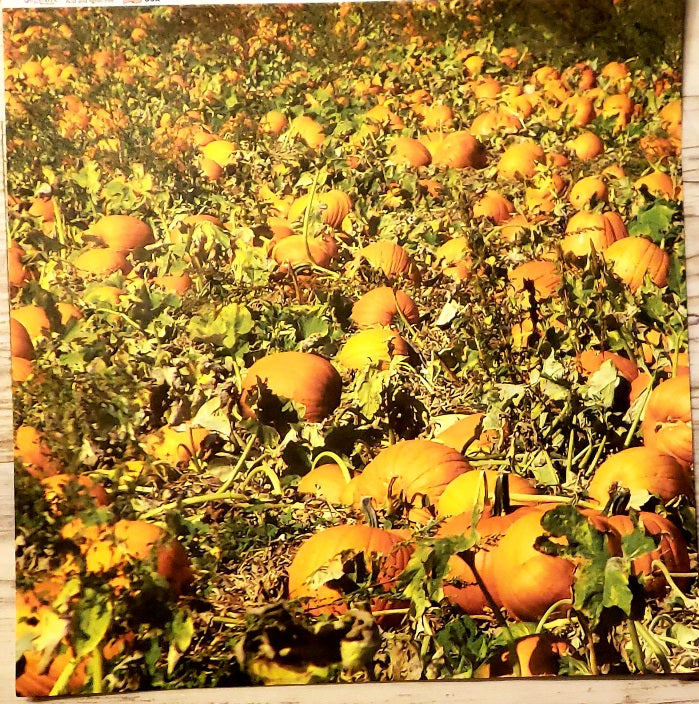 Sugar Tree Pumpkin patch - single sided paper 12 x 12