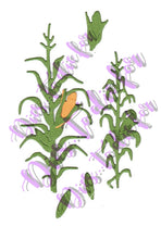 Load image into Gallery viewer, Dies ... to die for metal cutting die - Corn Stalk